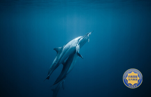 丹青北方企業管理集團有限公司